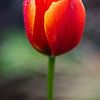 Majestueuze tulp van Milan Markovic