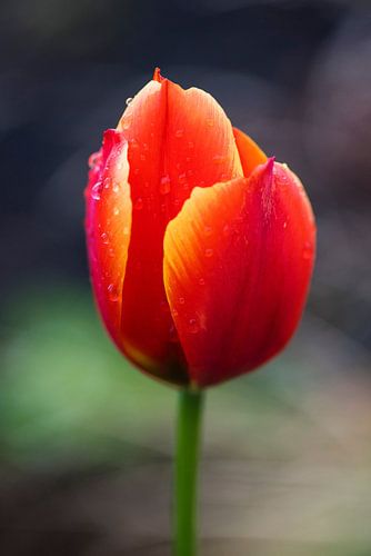 Majestueuze tulp van Milan Markovic