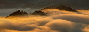 Nebel in Pieniny