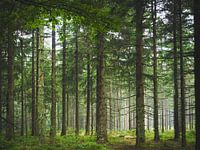 Tannenwald im Bayerischen Wald
