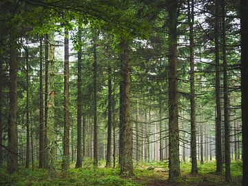 Naaldbos in het Beierse Woud van Aurica Voss