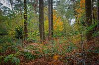 Couleurs d'automne de l'Eau Noire