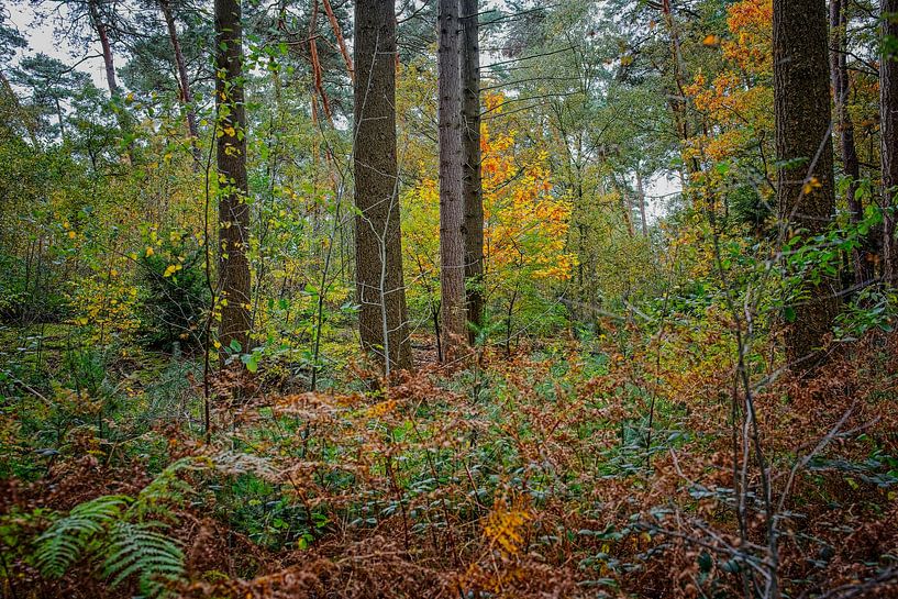 Herbstfarben des Schwarzwassers von Jos Saris