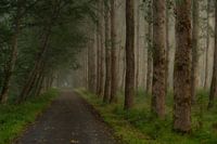Sprookje in de mist