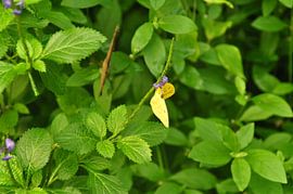 Butterfly vlinder by Diana Edwards