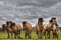 De nieuwe wildernis..