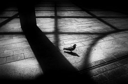 Schattenlinien, eine Taube auf der Straße