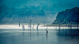 Ertrunkene Bäume im Periyar-See in Südindien von Peter Segers