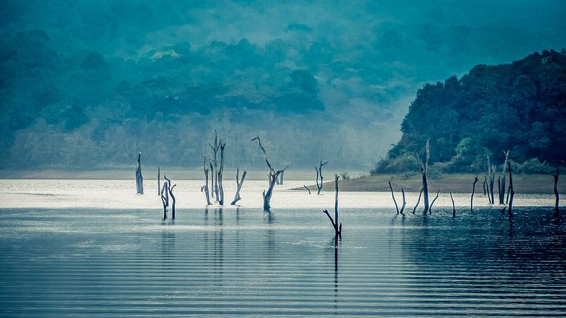 Arbres noyés dans le lac Periyar, au sud de l'Inde par Peter Segers
