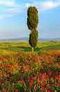 Val d'Orcia, Toskana, Italien von Henk Meijer Photography Miniaturansicht