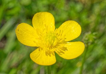 Yellow Buttercup Flower by Iris Holzer Richardson