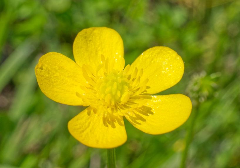 Gelbe Hahnenfußblüte von Iris Holzer Richardson