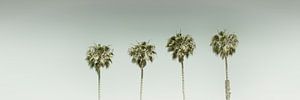 Vintage Palmenidylle | Panorama