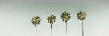 Vintage palmidylle | Panorama