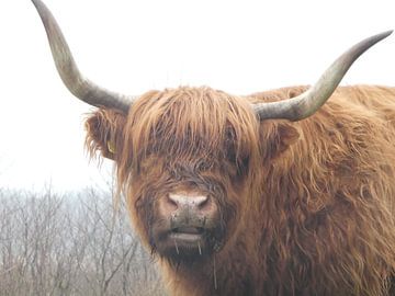 Scottish highlander by Fotonatuurlijk