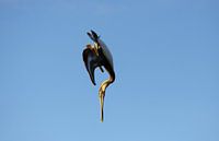 Kunstenaar in de lucht