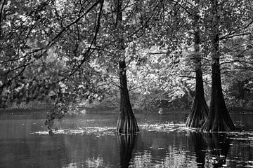 Cyprès chauve en noir et blanc sur Evelien Oerlemans