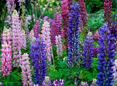Lupins en fleurs