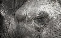 Elefant von Willem-Jan Brink Miniaturansicht