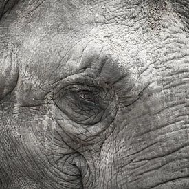 Elefant von Willem-Jan Brink