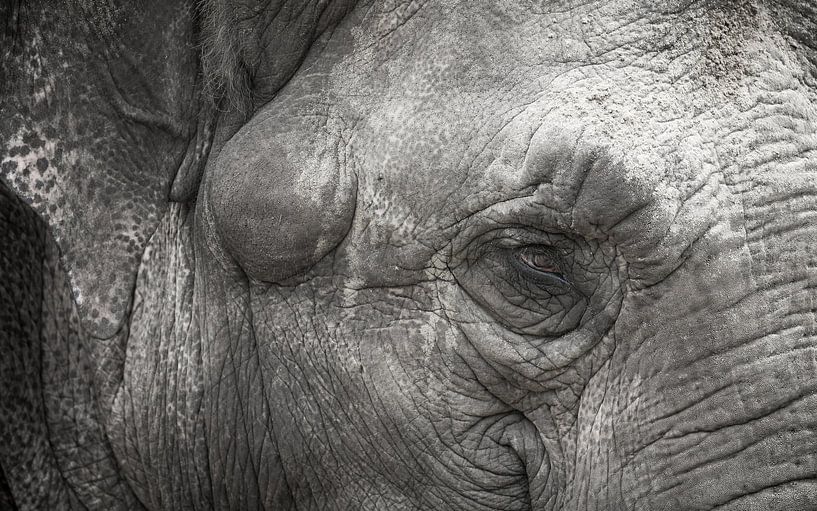 Elefant von Willem-Jan Brink