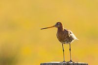 Black-tailed godwit