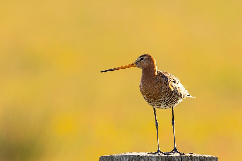 Uferschnepfe von Debbie Rijnders