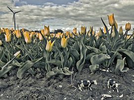 koe von John Wieringa