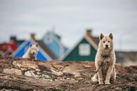 Greenlandic Dogs in Qeqertarsuaq, Disko Bay by Martijn Smeets thumbnail