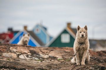 Grönländische Hunde in Qeqertarsuaq, Diskobucht von Martijn Smeets