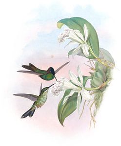 Leadbeaters brillante John Gould von Hummingbirds