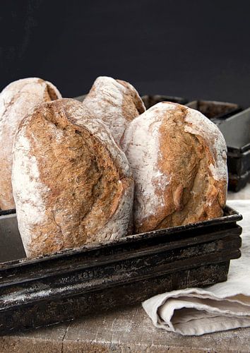 brood0418a