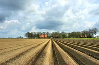 Aardappelveld Noordoostpolder van Juul Baars thumbnail