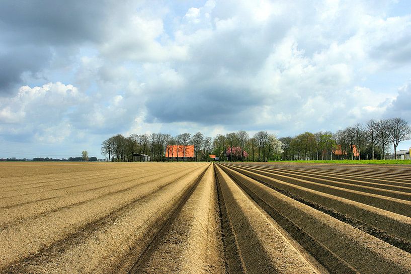 Aardappelveld Noordoostpolder van Juul Baars