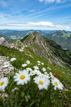 Blumige Aussicht auf die Allgäuer Berge bei Bad Hindelang