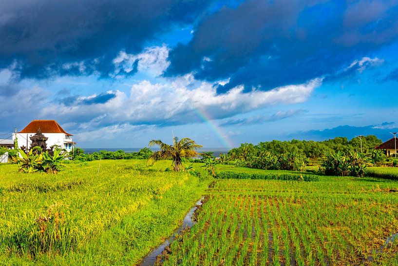 A rainbow over a rice field in Bali by Danny Bastiaanse
