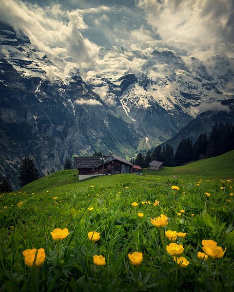 Schweizer Alpen von Niels Tichelaar