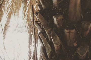 Mamaris Turkije palmboom van Lisa Hartjes