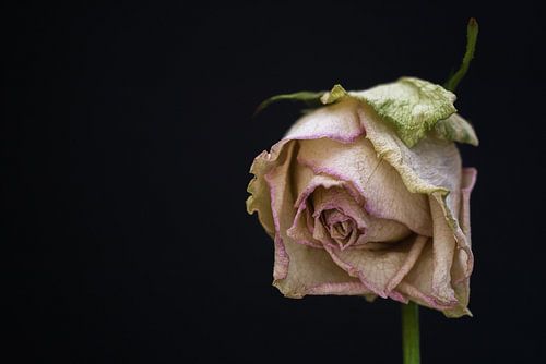 Uitgebloeide witte Roos