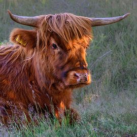 Wandbild quadratisch Galloway - Rind von Derlach Photography