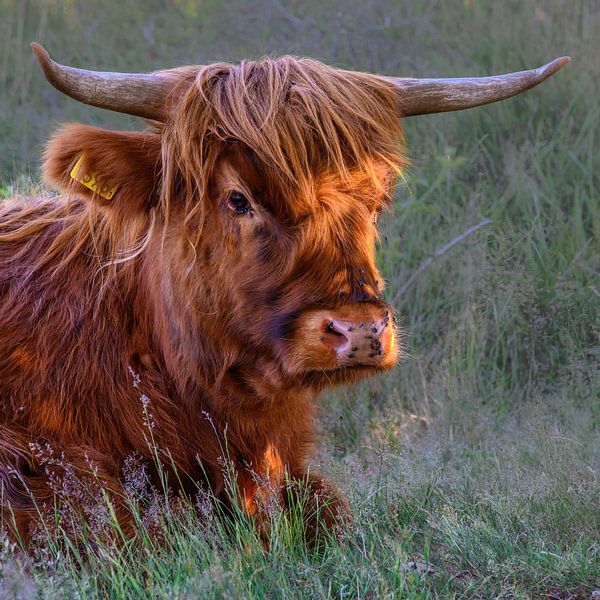 Wall mural square Galloway - Beef by Derlach Photography