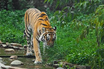 Ein schöner Tiger, eine große Raubkatze auf dem Hintergrund eines Baches und eines satten smaragdgrü von Michael Semenov