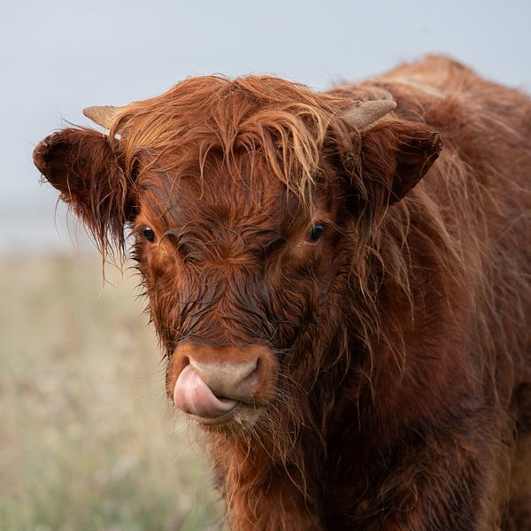 Scottish Highlander by PeetMagneet