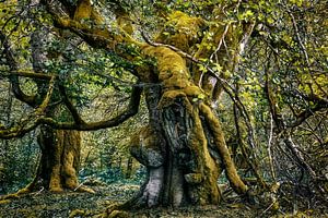 Enttreffen im spanischen Wald
