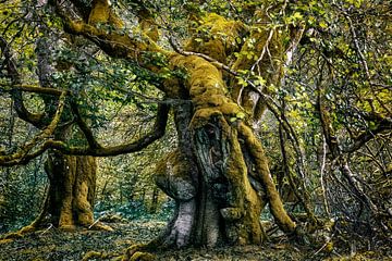 Enttreffen im spanischen Wald von Lars van de Goor