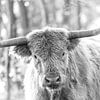 Scottish Highlander black and white portrait I by Teun Ruijters