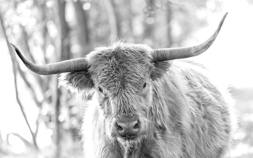 Schottische Highlander Schwarzweiß-Porträt I von Teun Ruijters