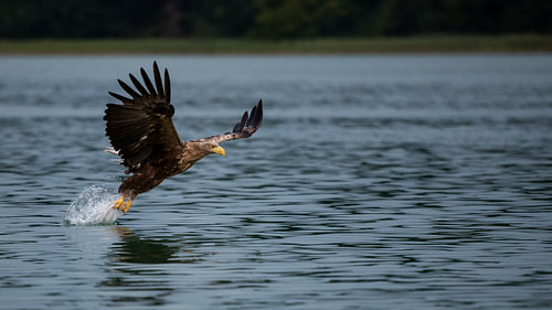 Sea eagle after snapping