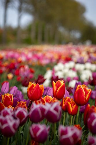 Tulipes de .... le Polder du Nord-Est