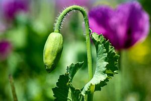 The poppy bud
